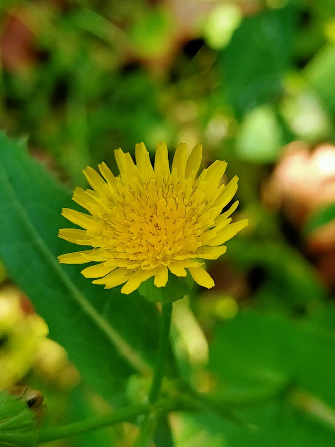 Common sowthistle😍😍