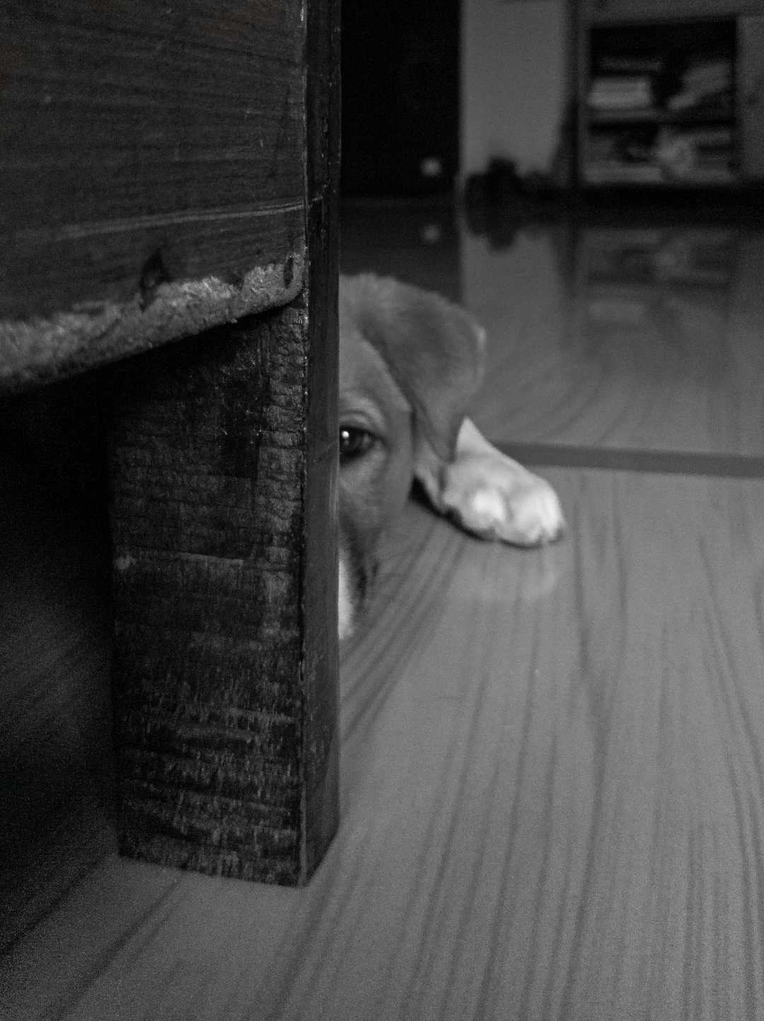 When I look into my dog's eyes