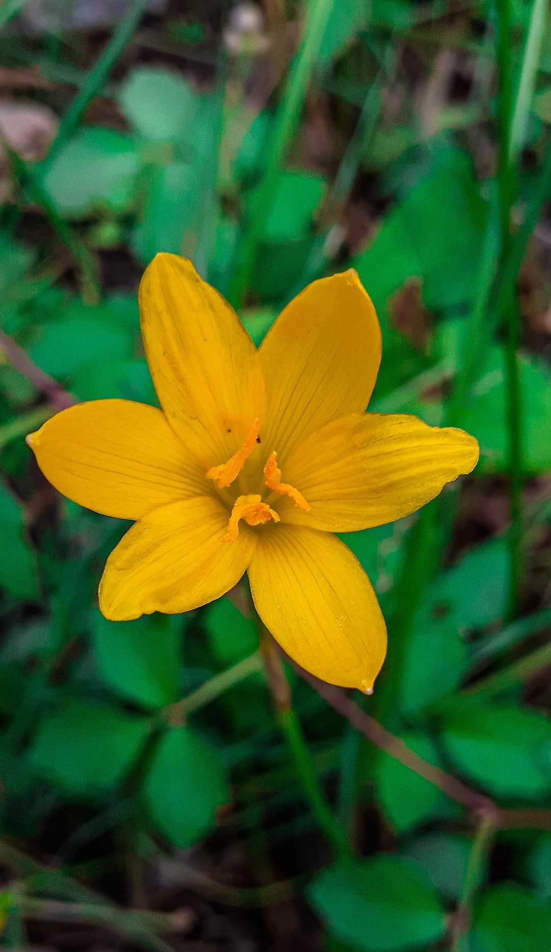 Yellow flowers feels us positivity.....💛💚🌼