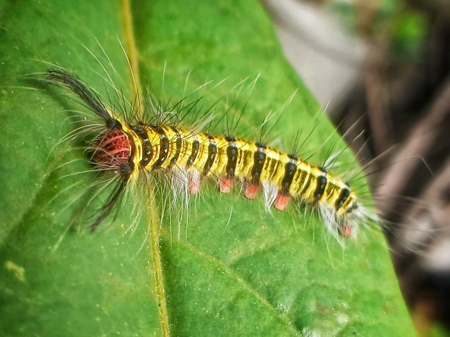 ulat bulu