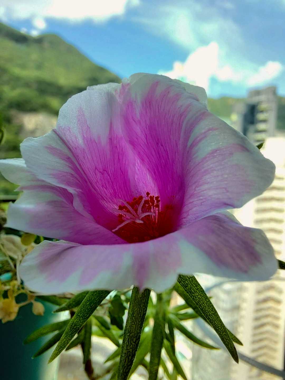 Portulaca (krokot Mawar) 💗