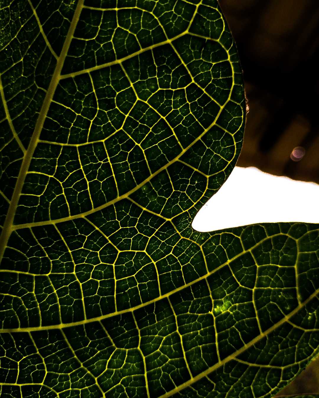 leaf 