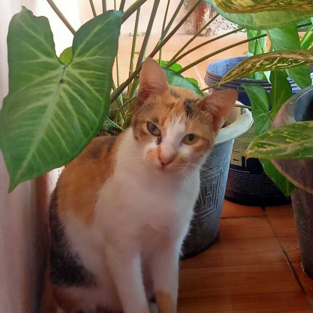 pussy