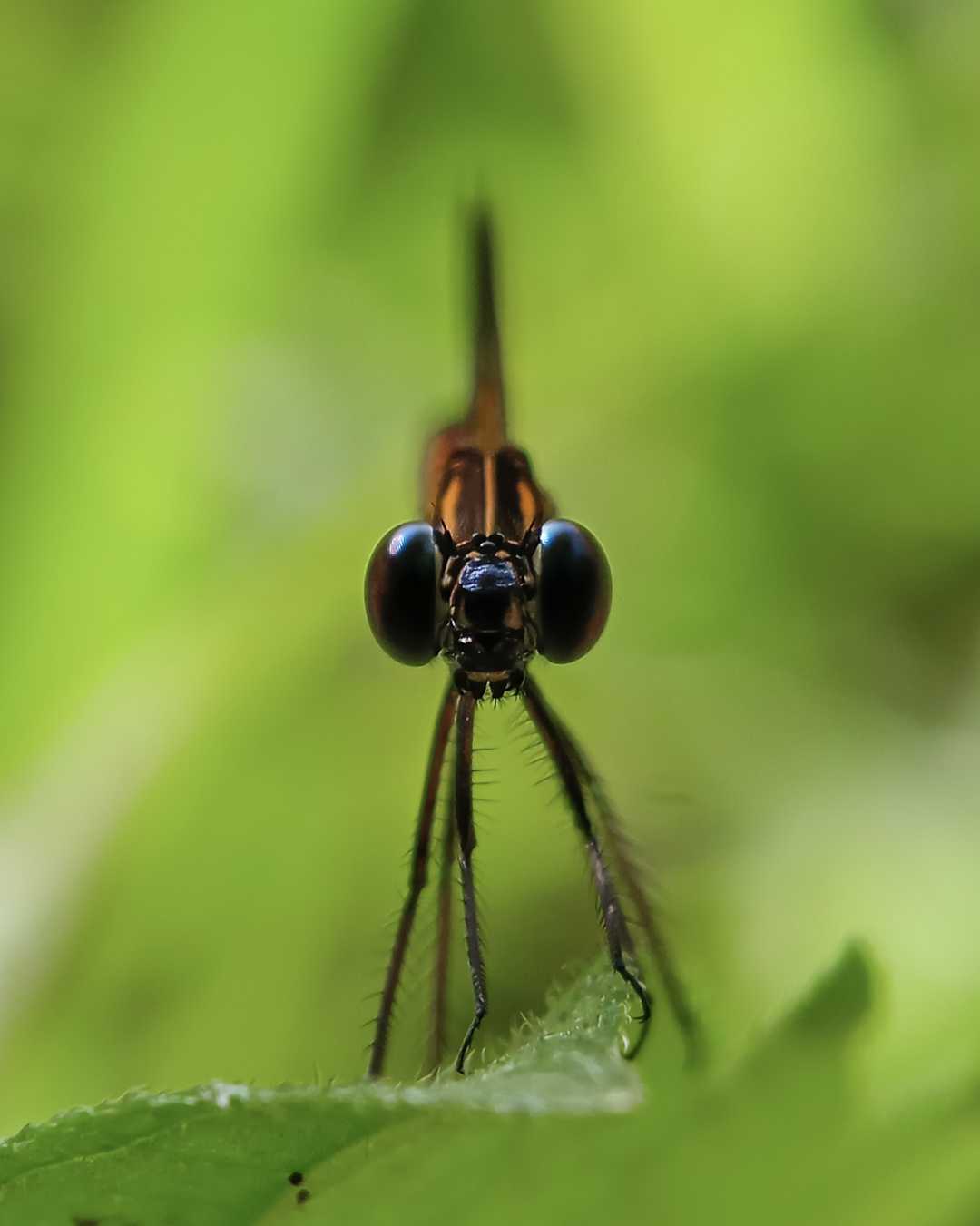 Rhinocypha