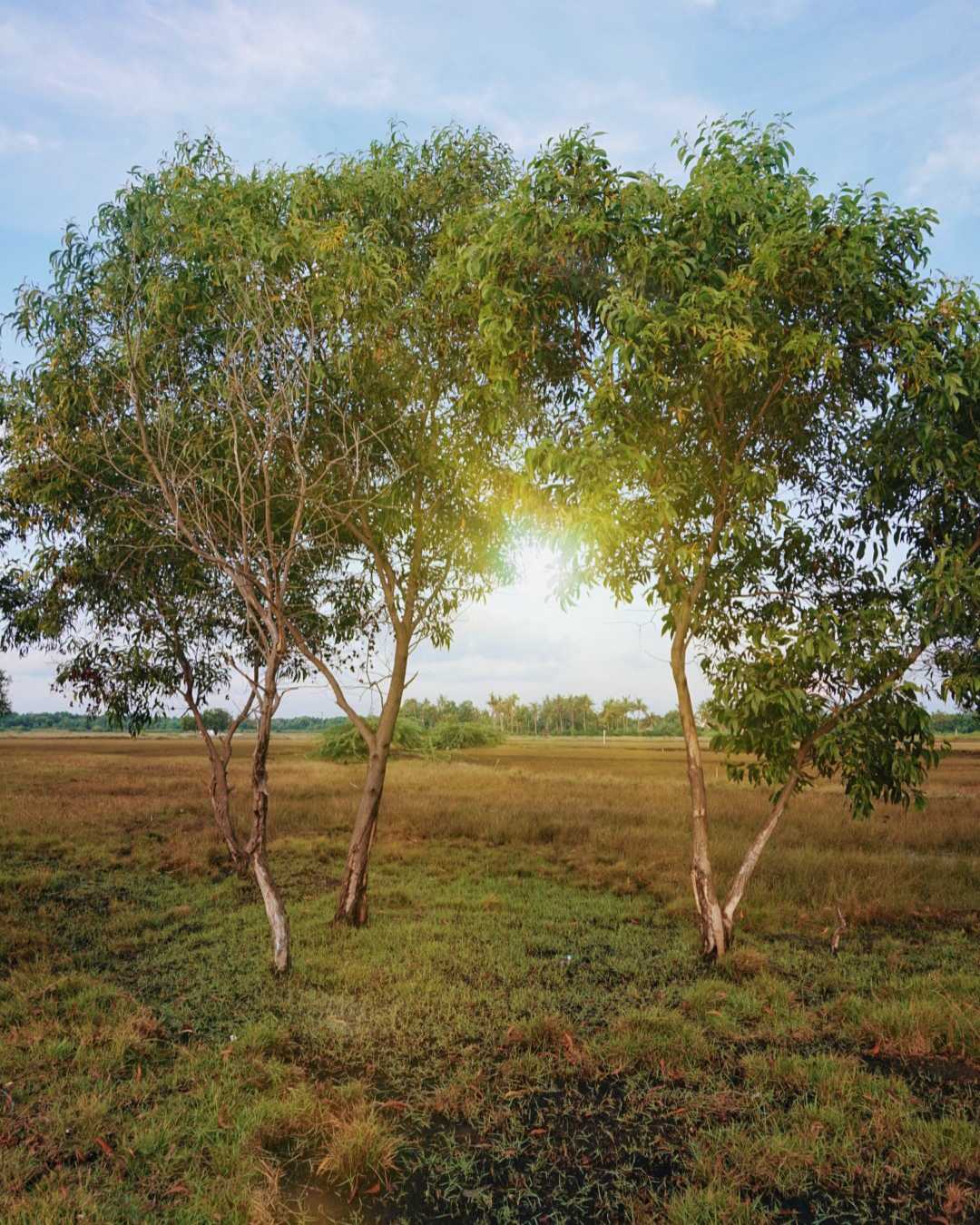 Padang rumput tepi pantai