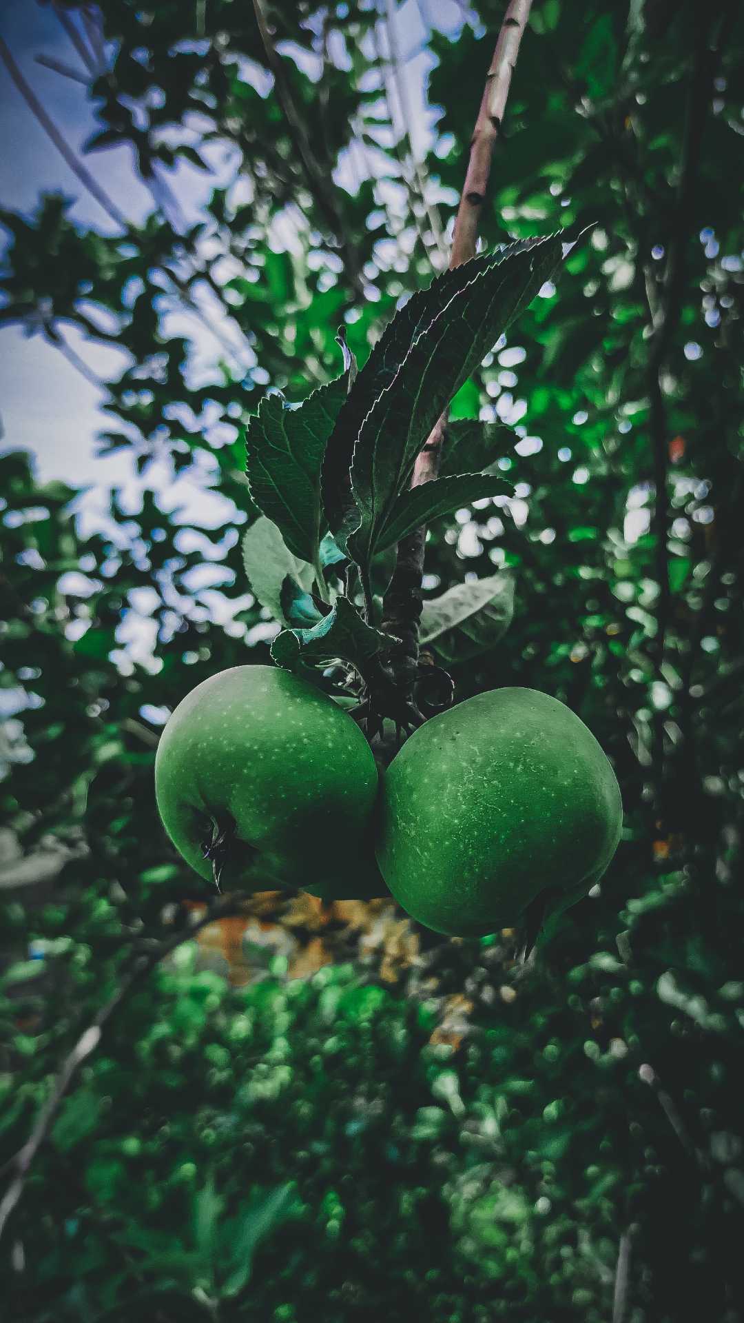 Green Apple 