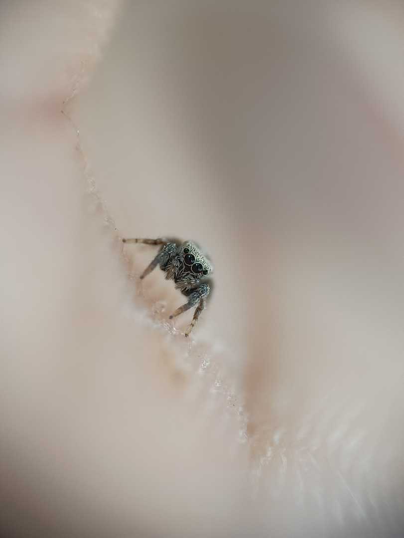 Tiny jumper