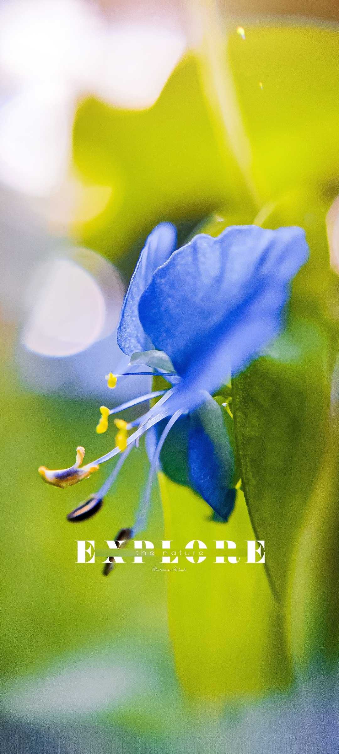 check out this post of Asiatic Day Flower 