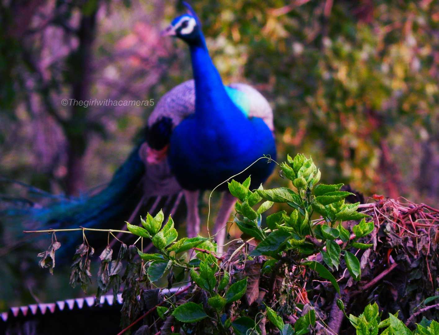 Peacock: the adorable national bird of India!