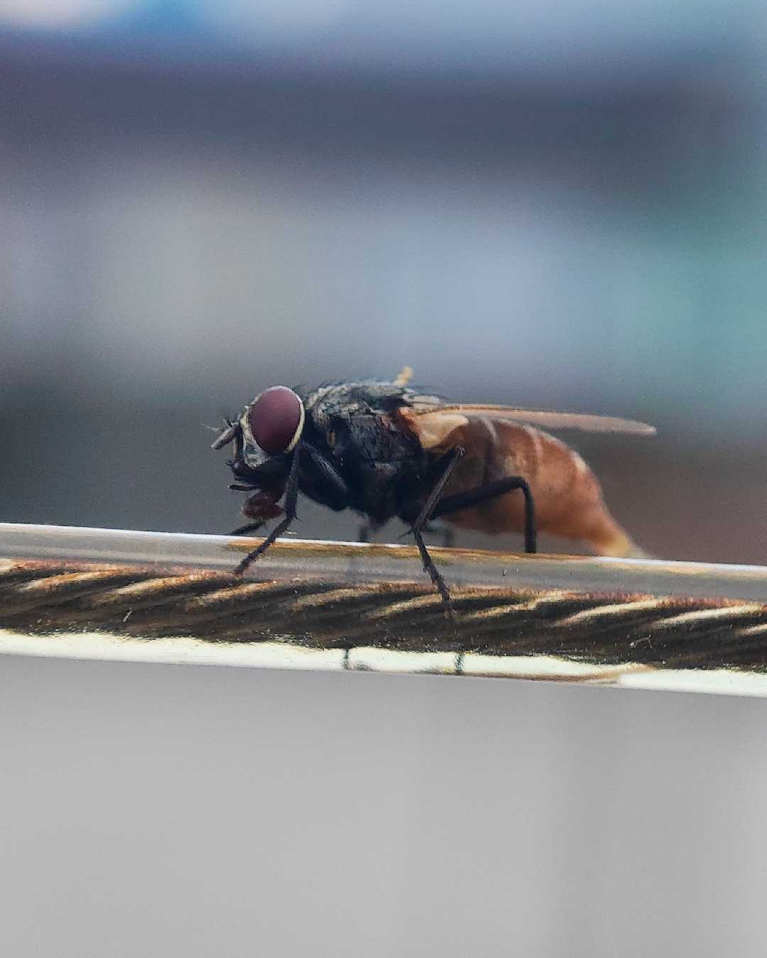 Macro