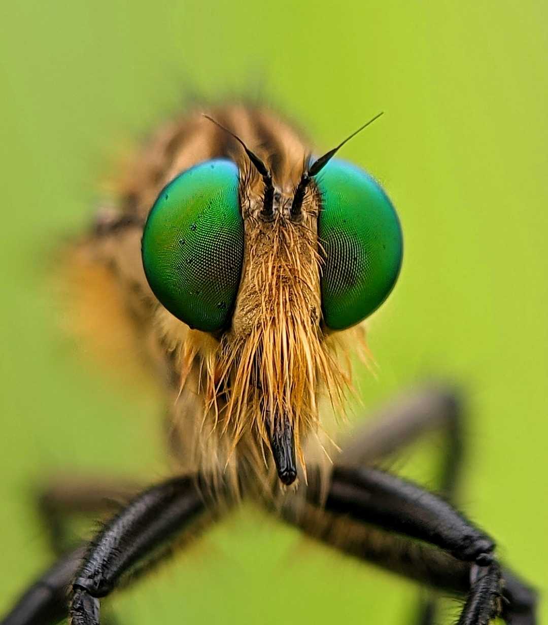 Robber fly