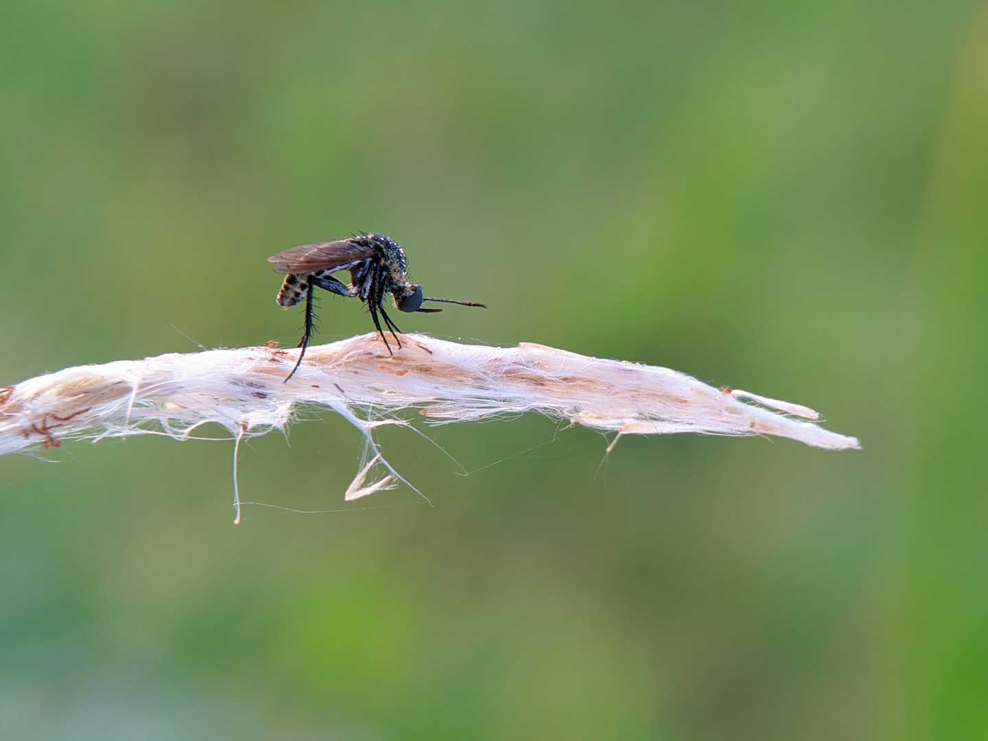 toxophora