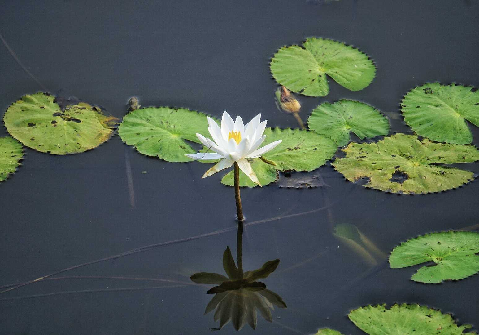 Water Lily 