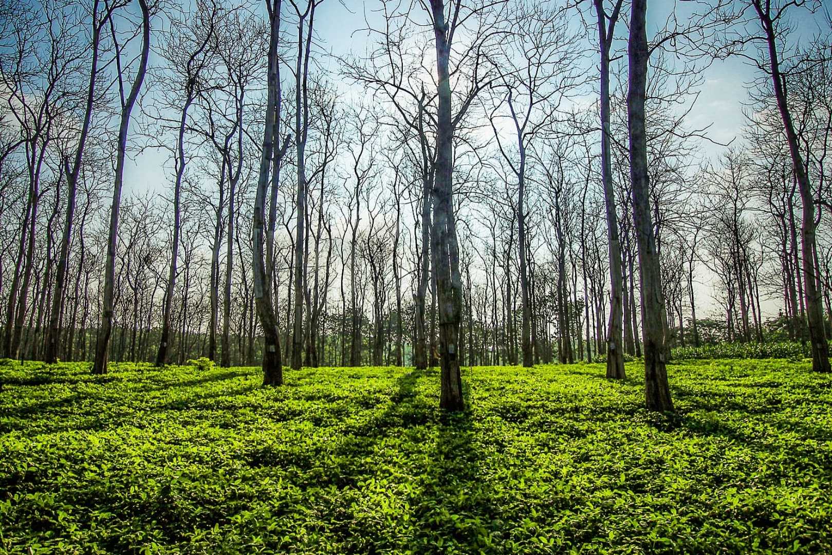 Eksotika Hutan Jati Bubulan