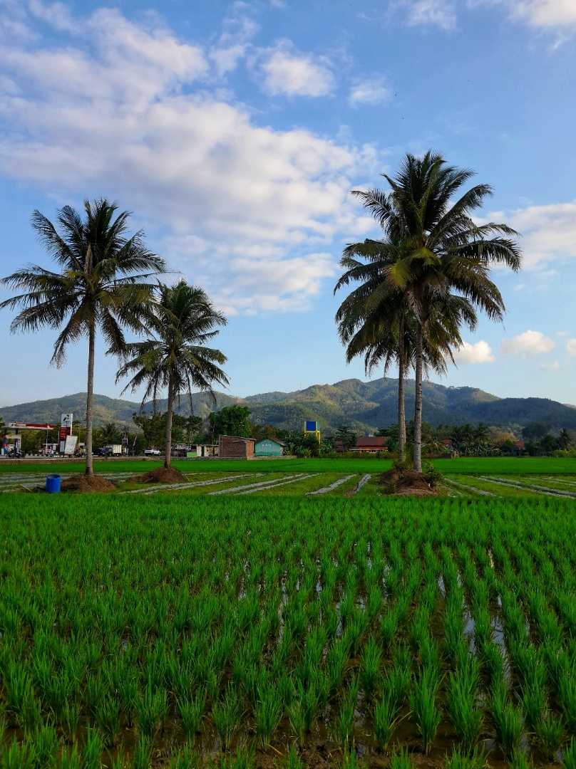 Sawah