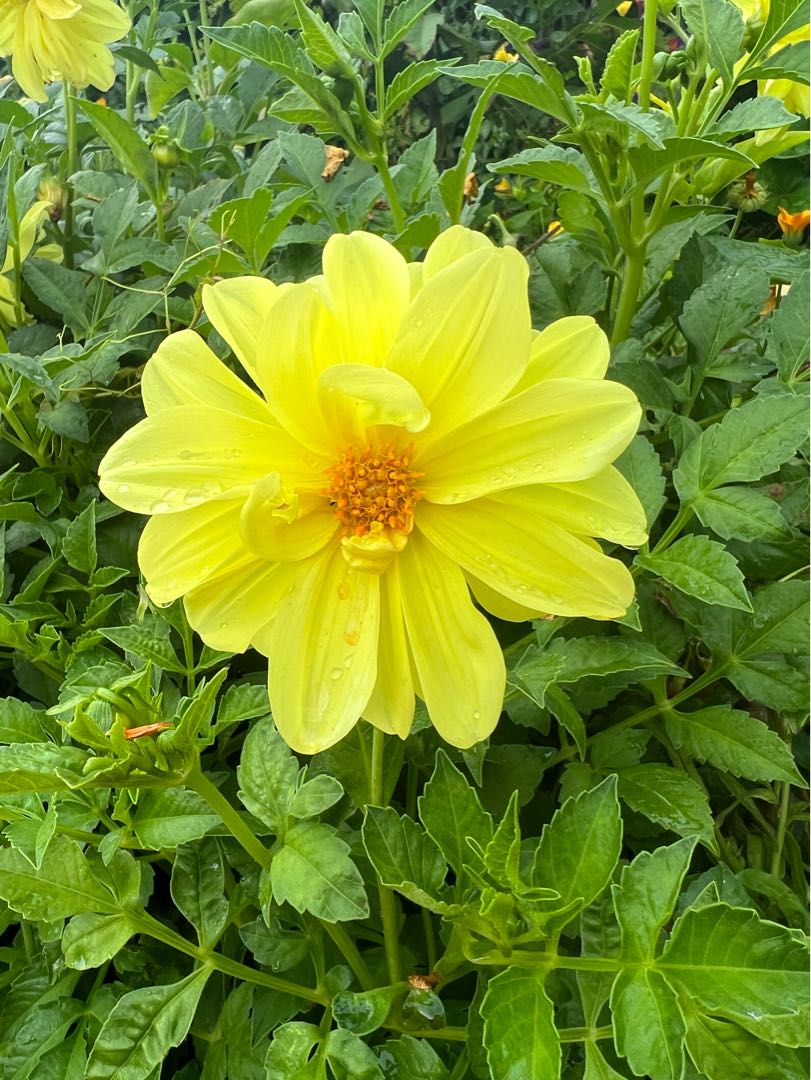 Doğanın güzelliği 🌼