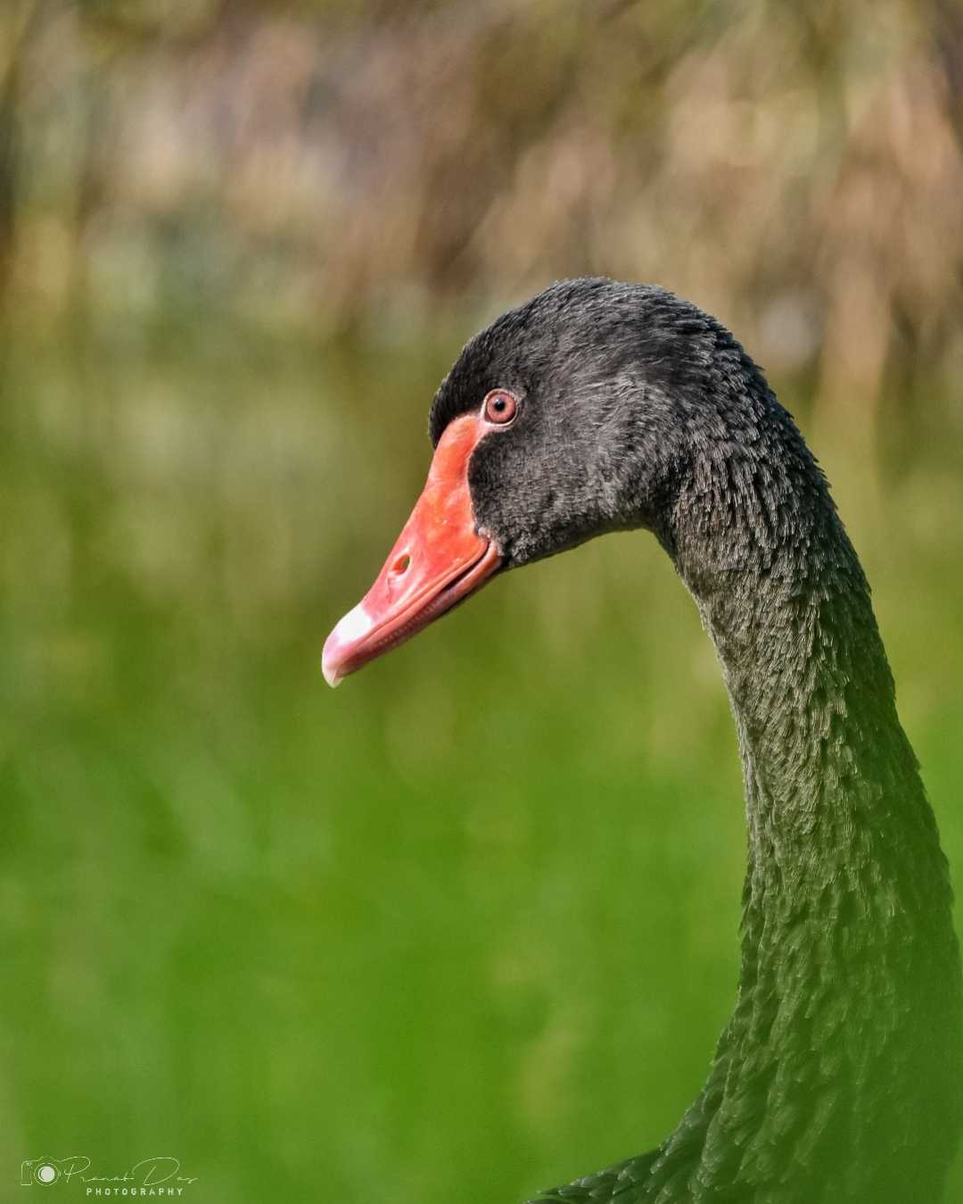 Black Swan 🦢🖤