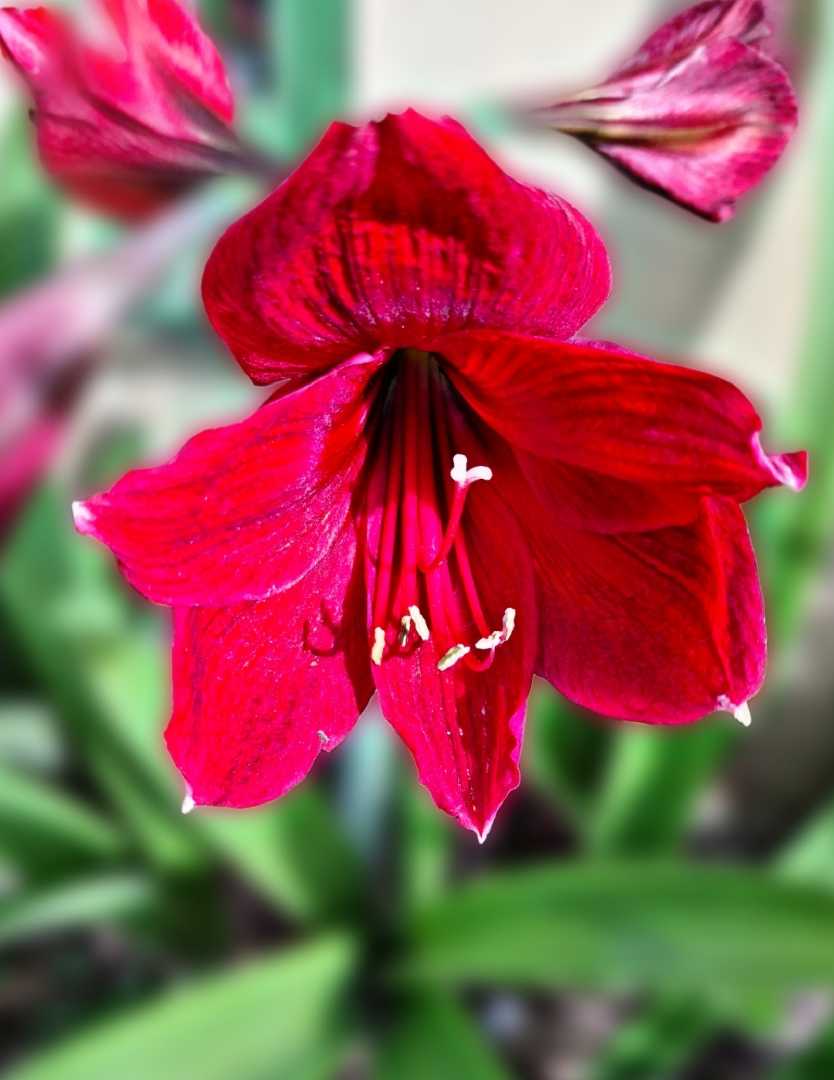 amarilis