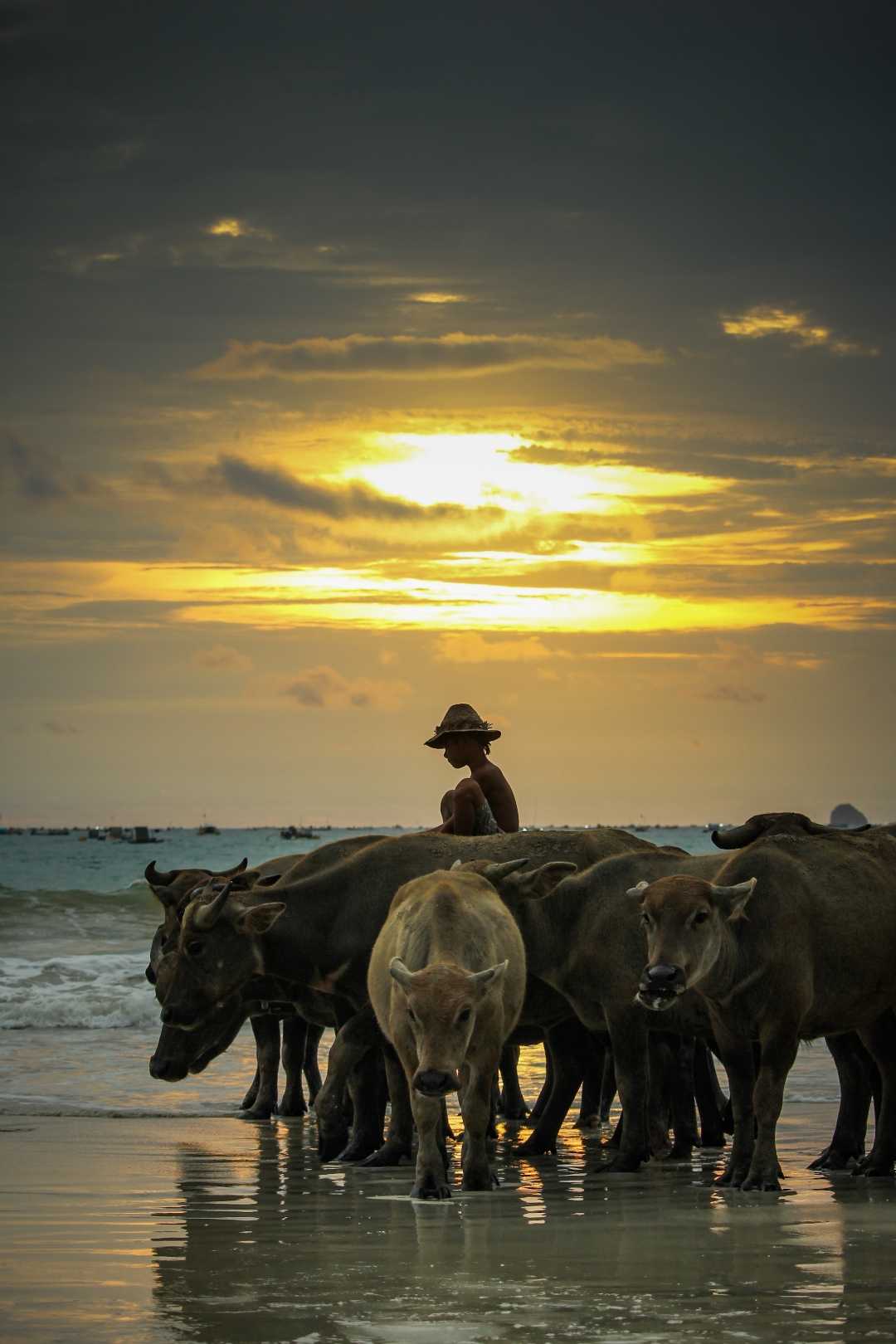 sunset and buffalo