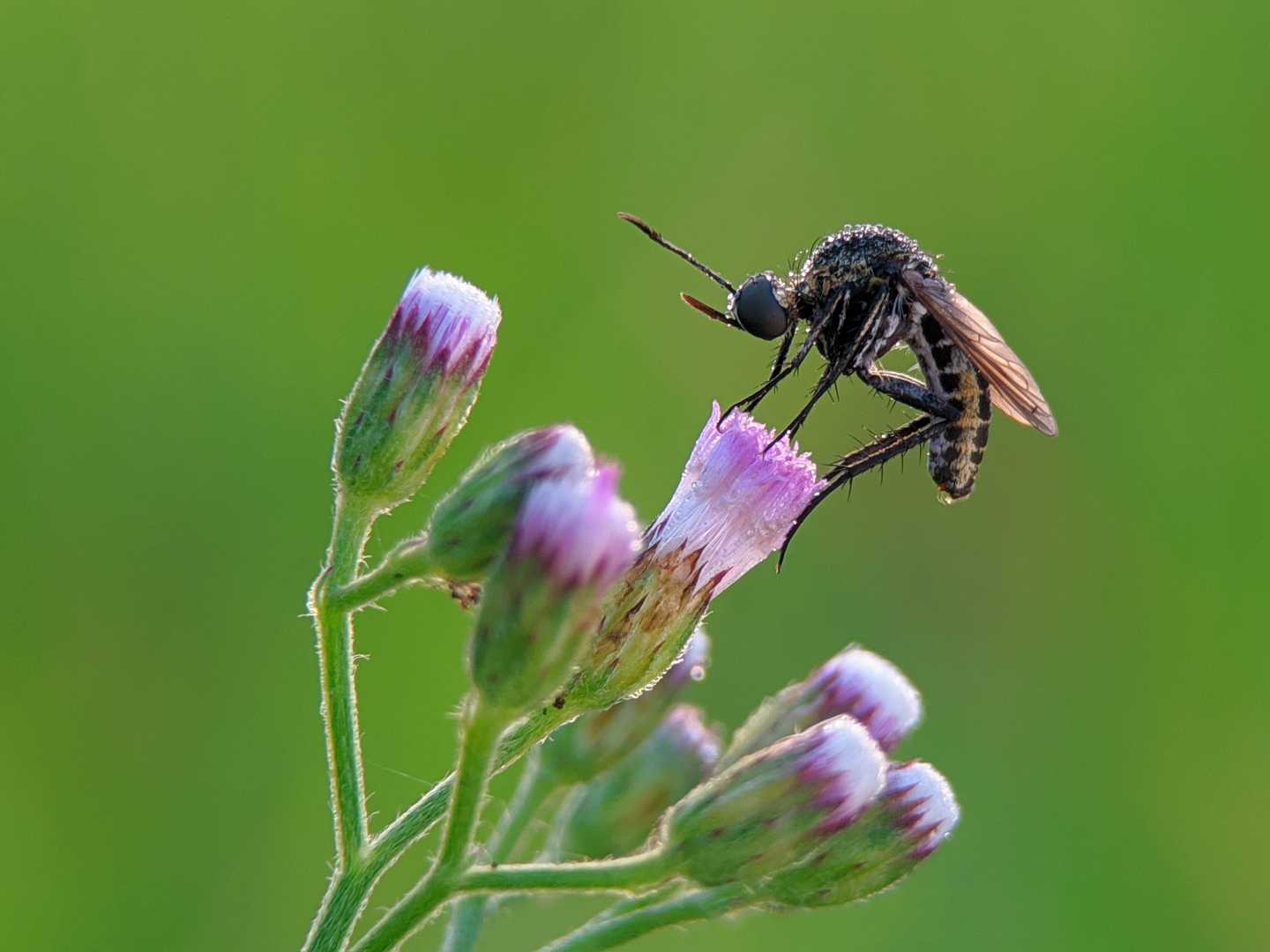 toxophora