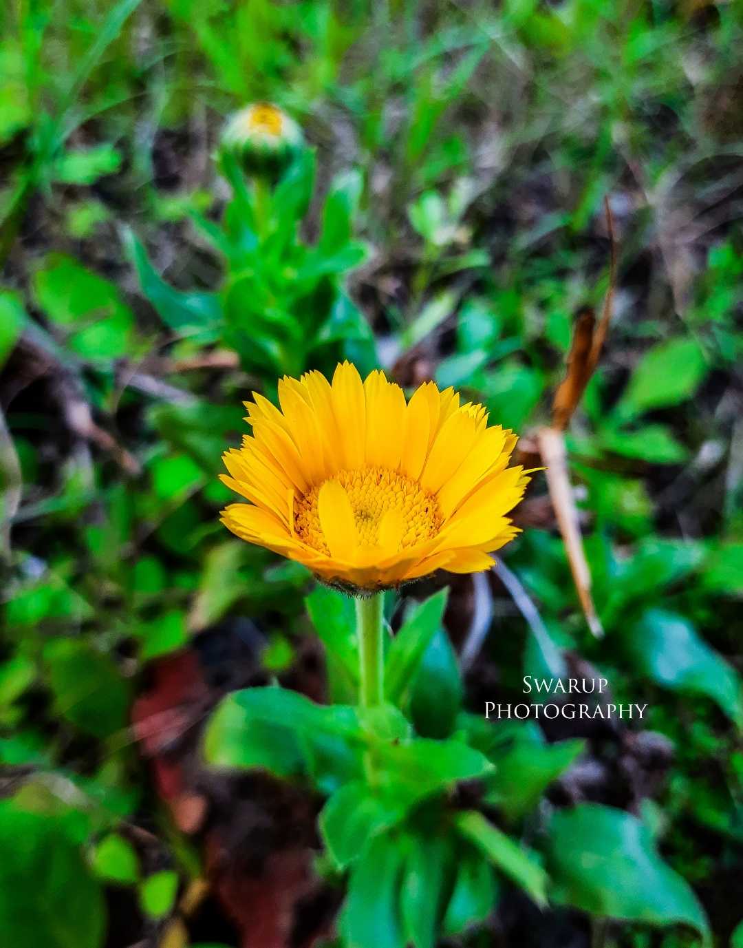 🌼🌻🌱