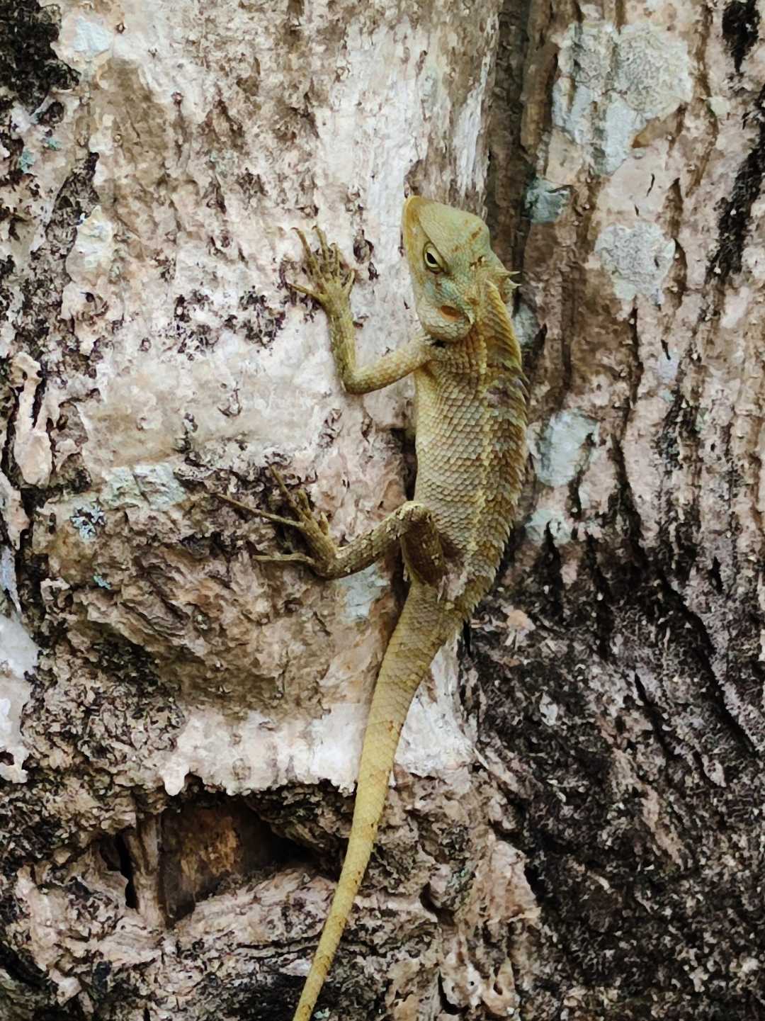 Garden Lizard