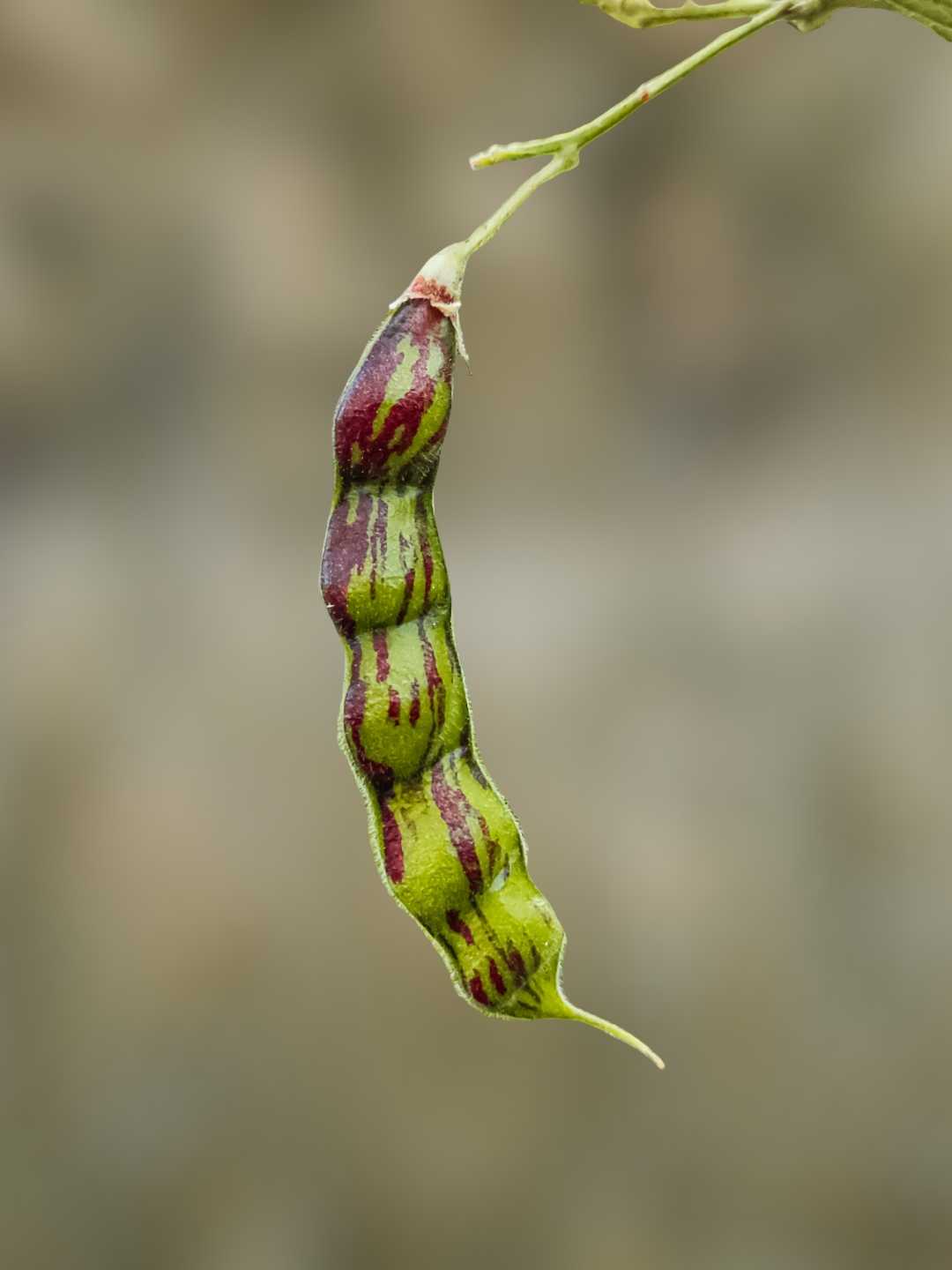 Pigeon Pea 