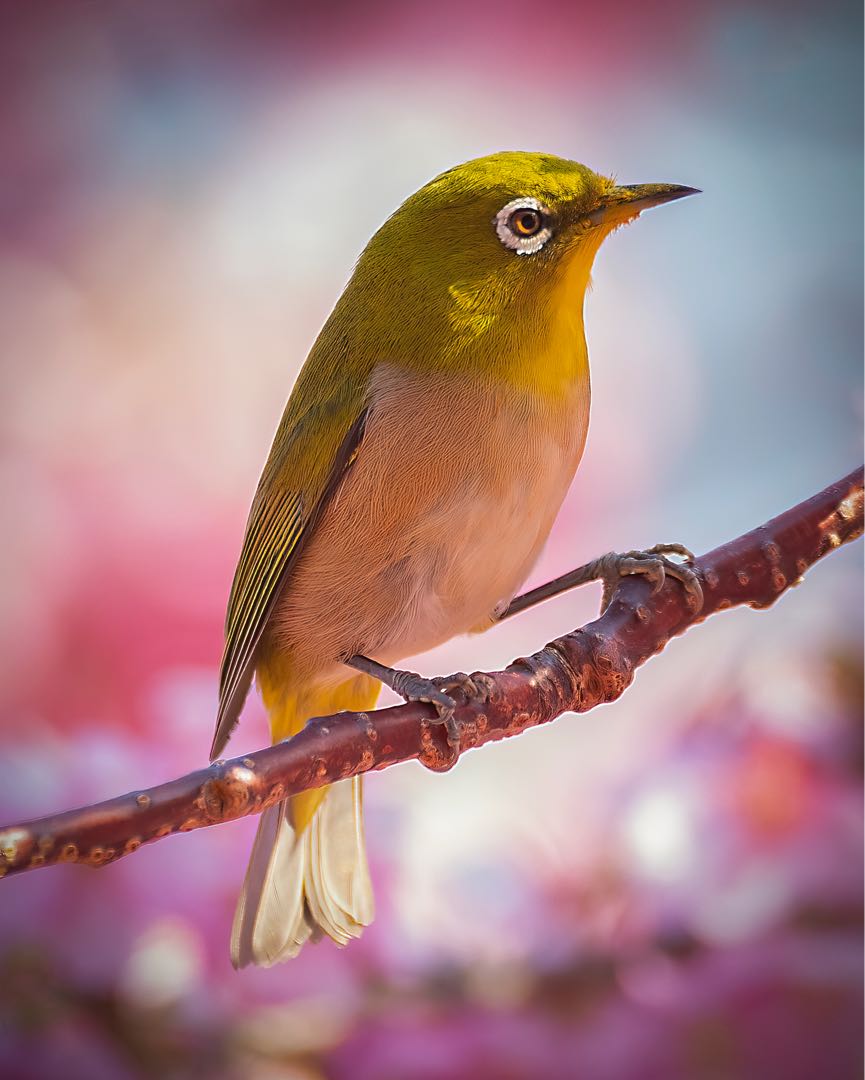 メジロ Mountain White-eye Japan 