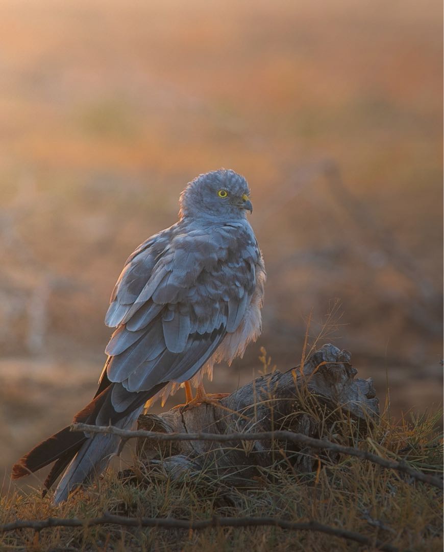 montagu’s harrier 