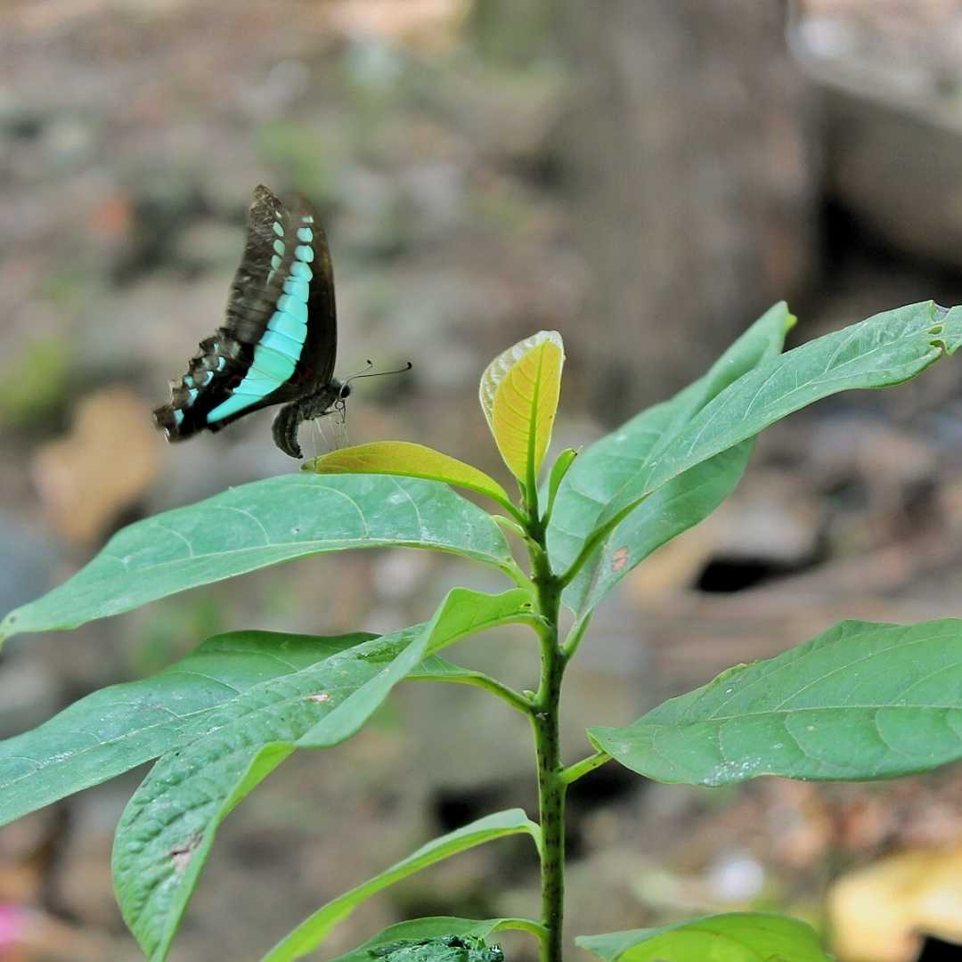 butterfly Common bluebottle 