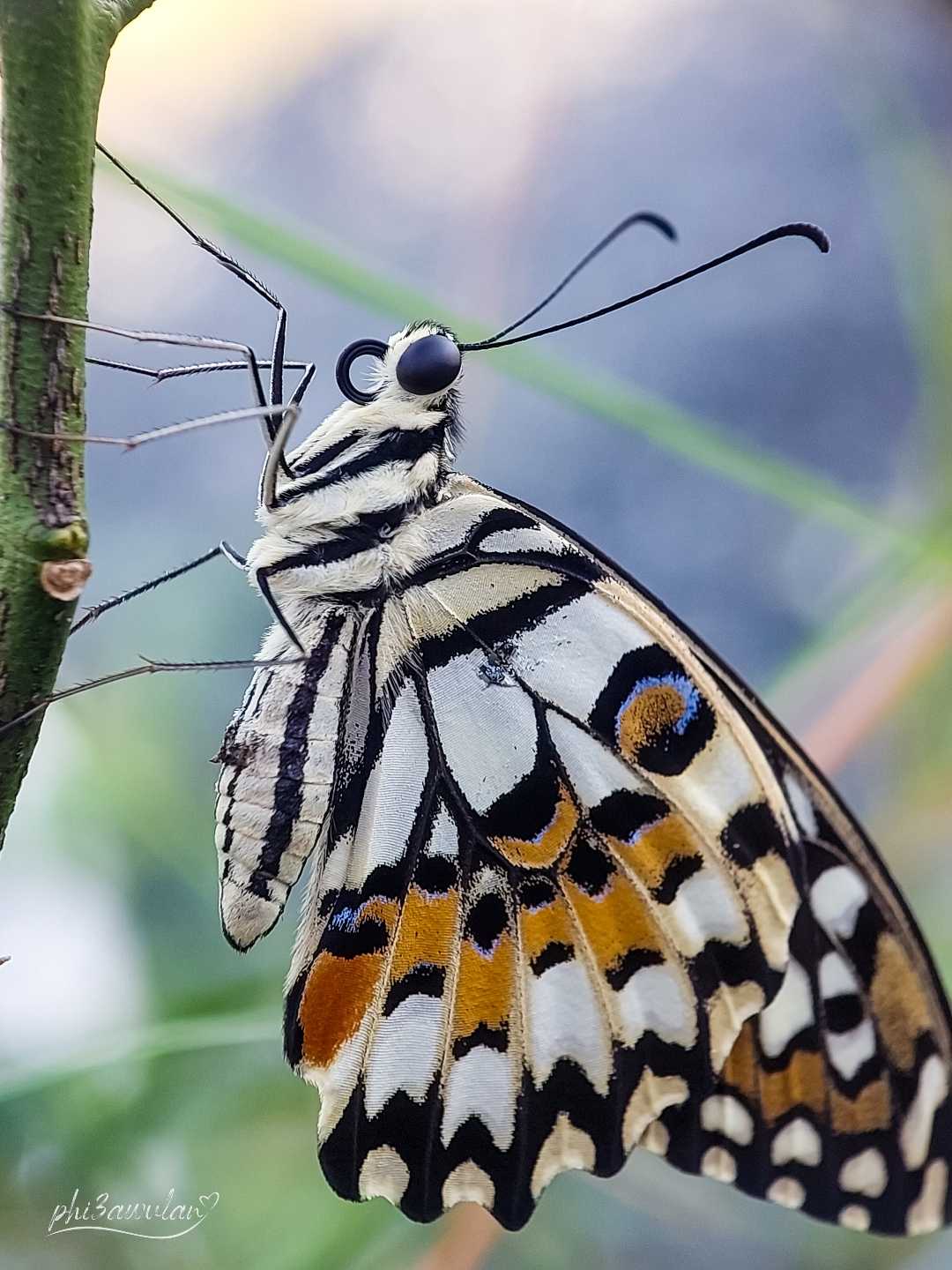 Kupu-kupu jeruk (Papilio demoleus)