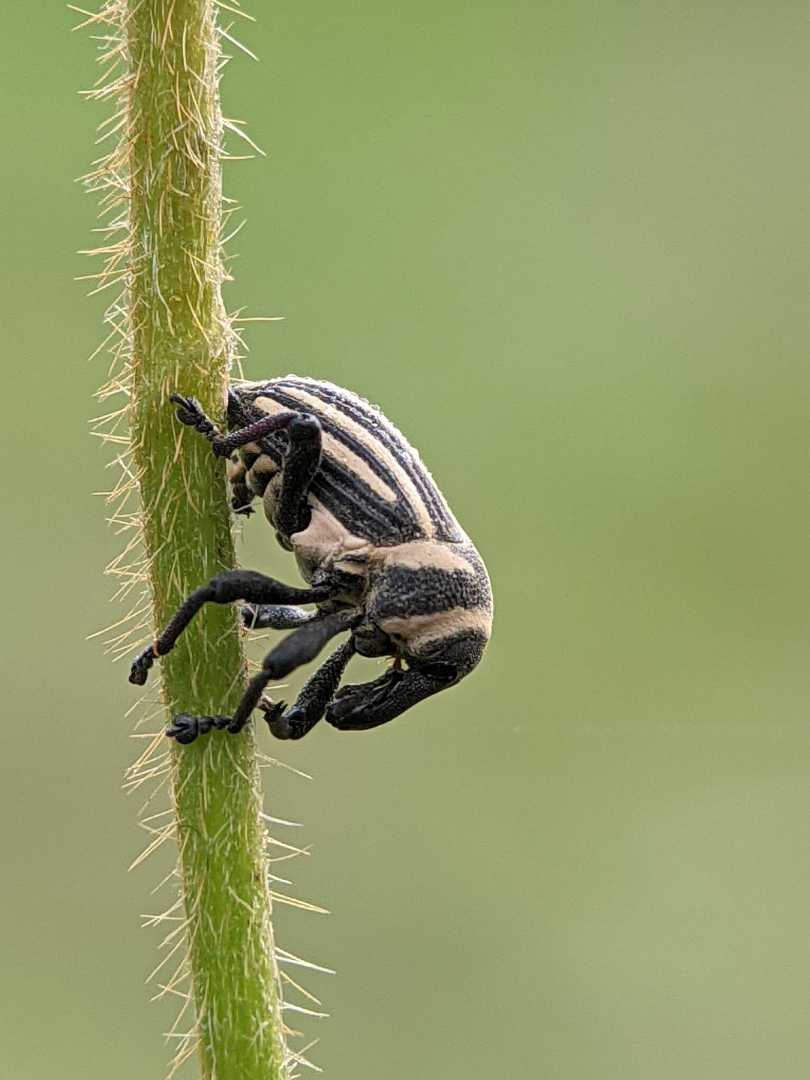 Daiprepes abbreviatus