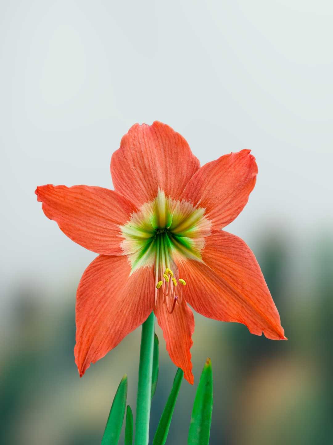 Hippeastrum Puniceum🏵️🧡