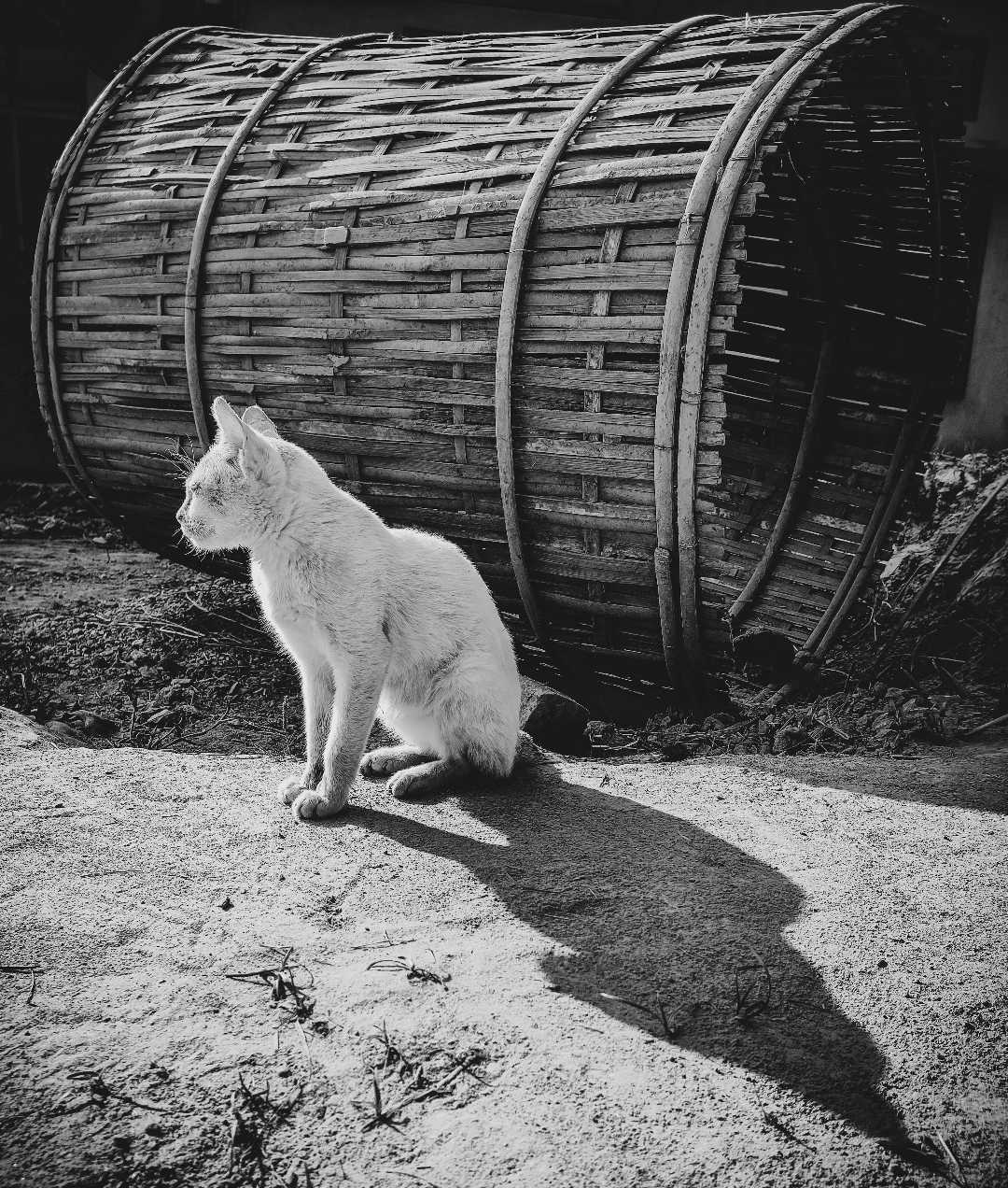 THE LAZY CAT 