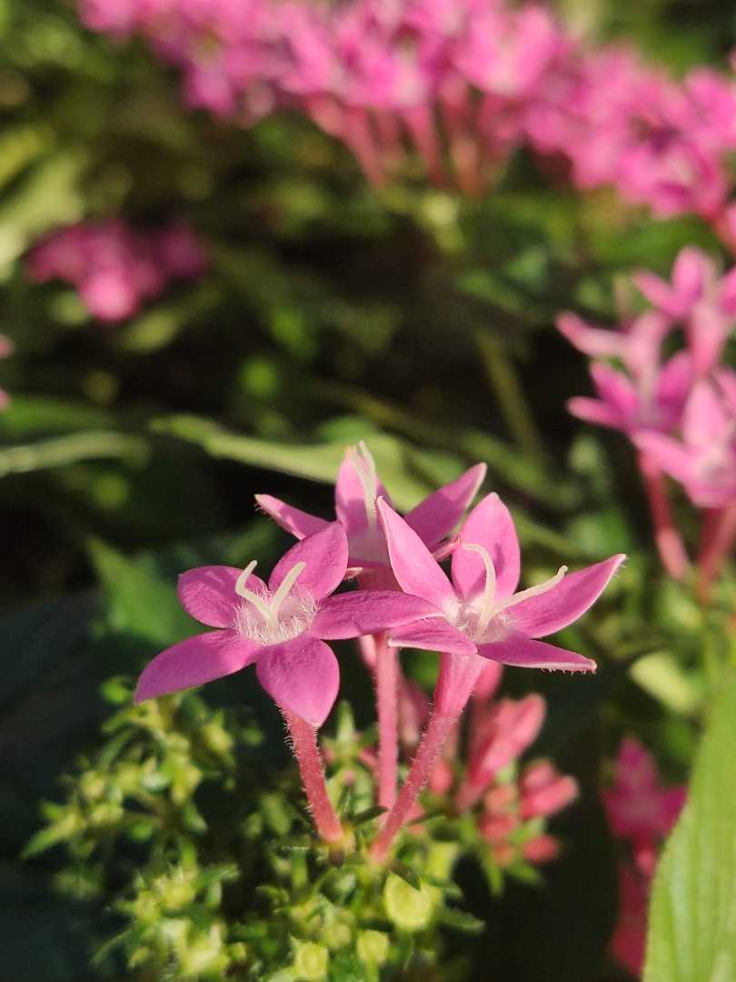 Pentas lanceolata