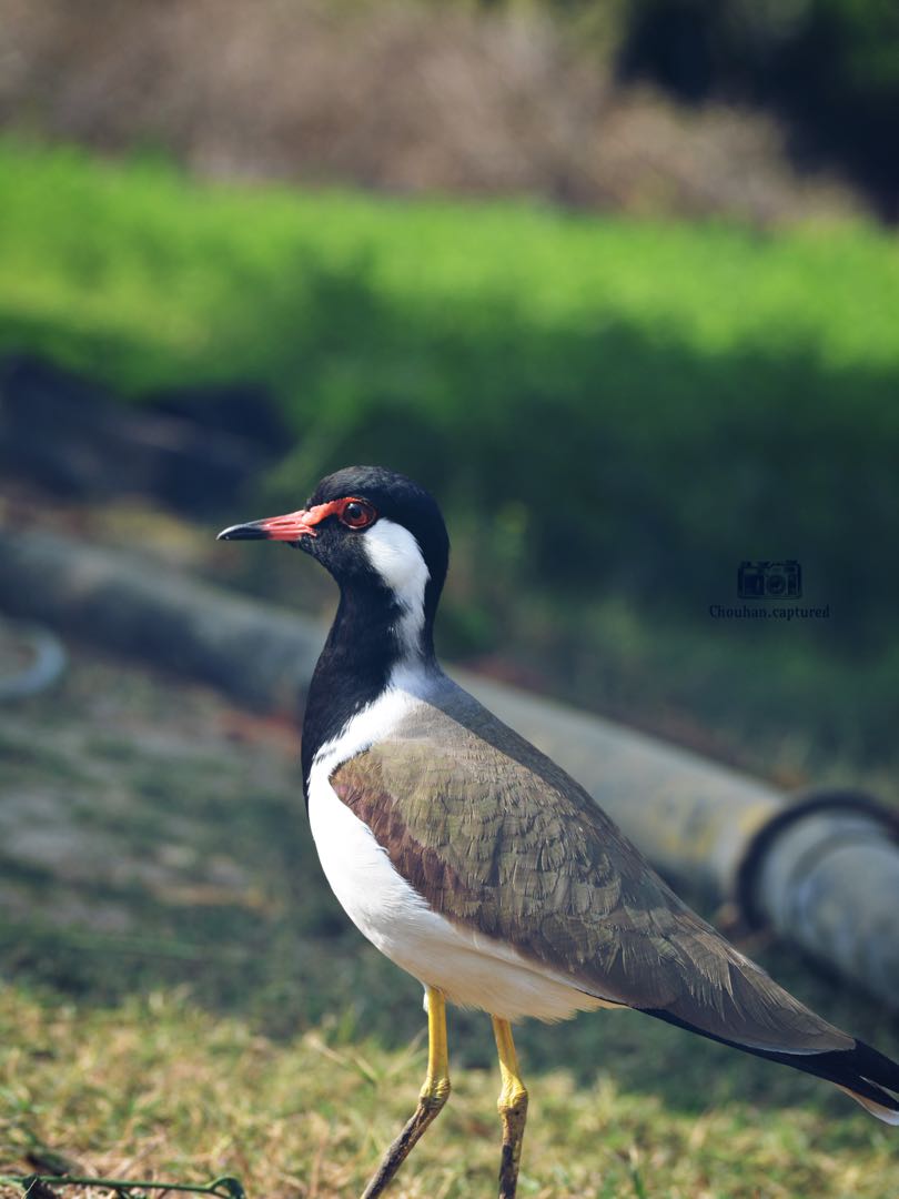 Red-wattled lapwing 