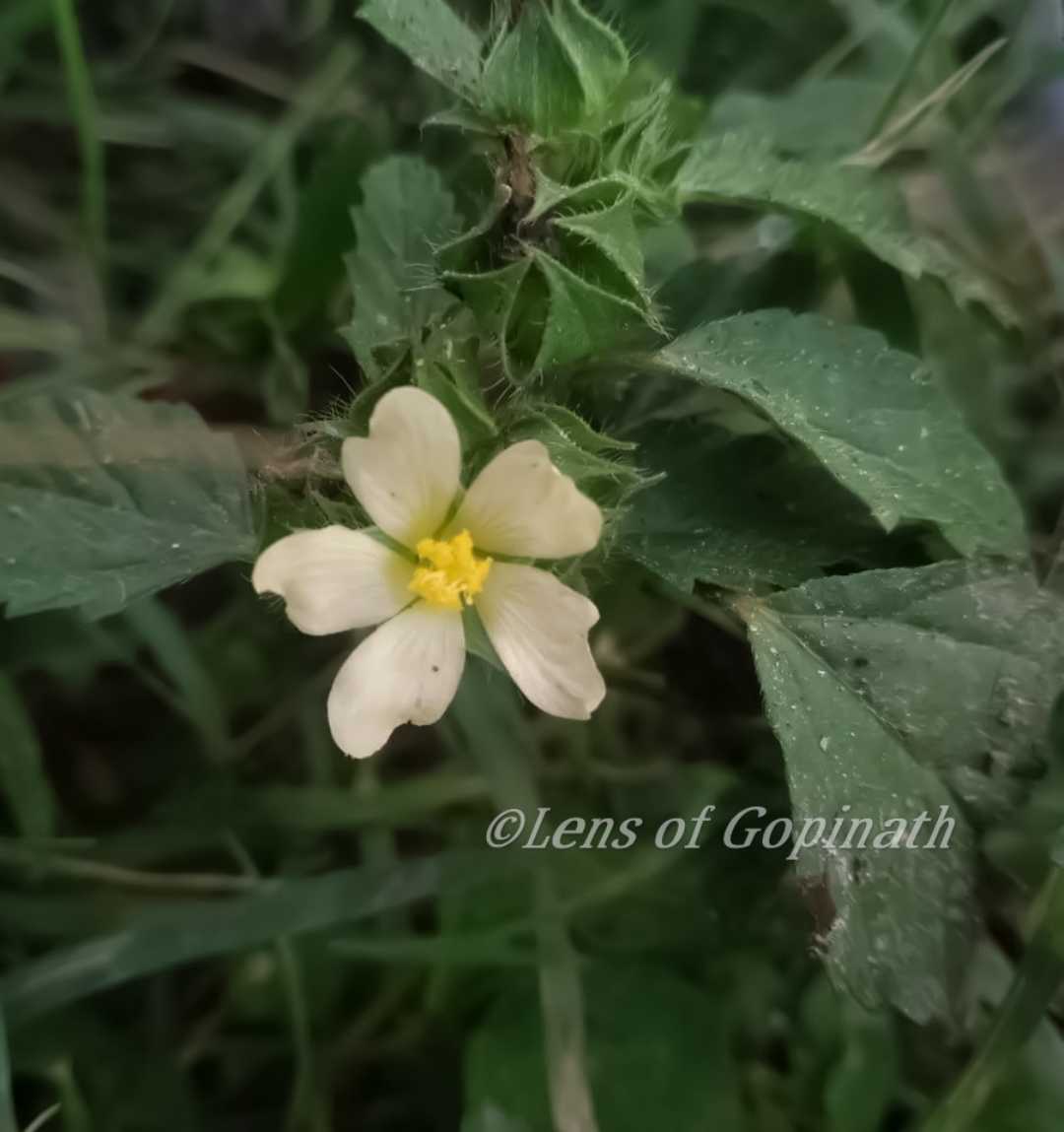 natural is beautiful