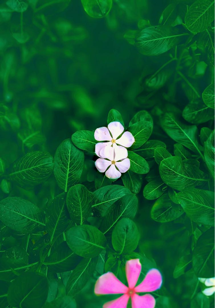 Flower 
