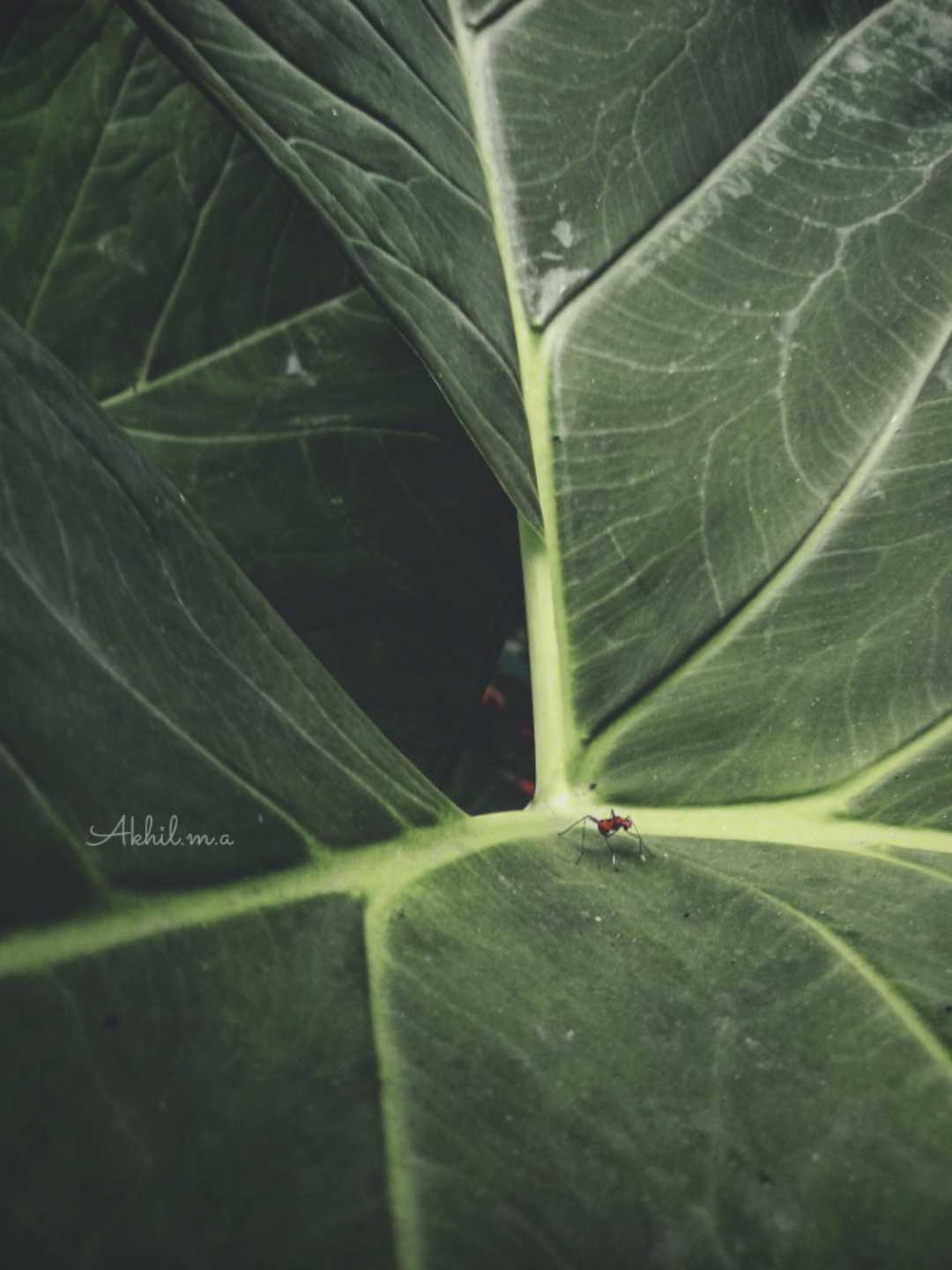 🐜✨