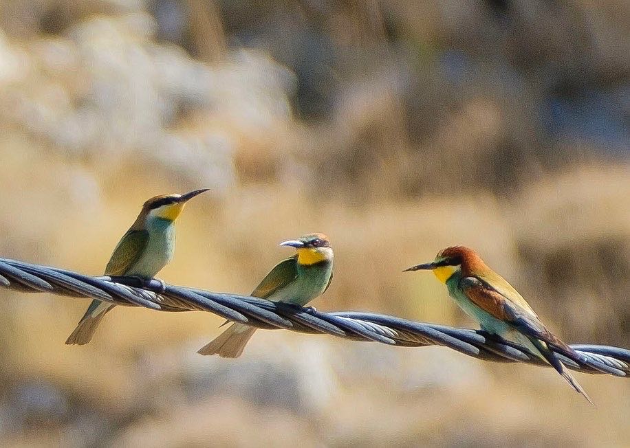 European Bee-eater💚🧡💛