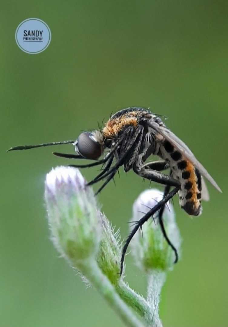 Toxophora