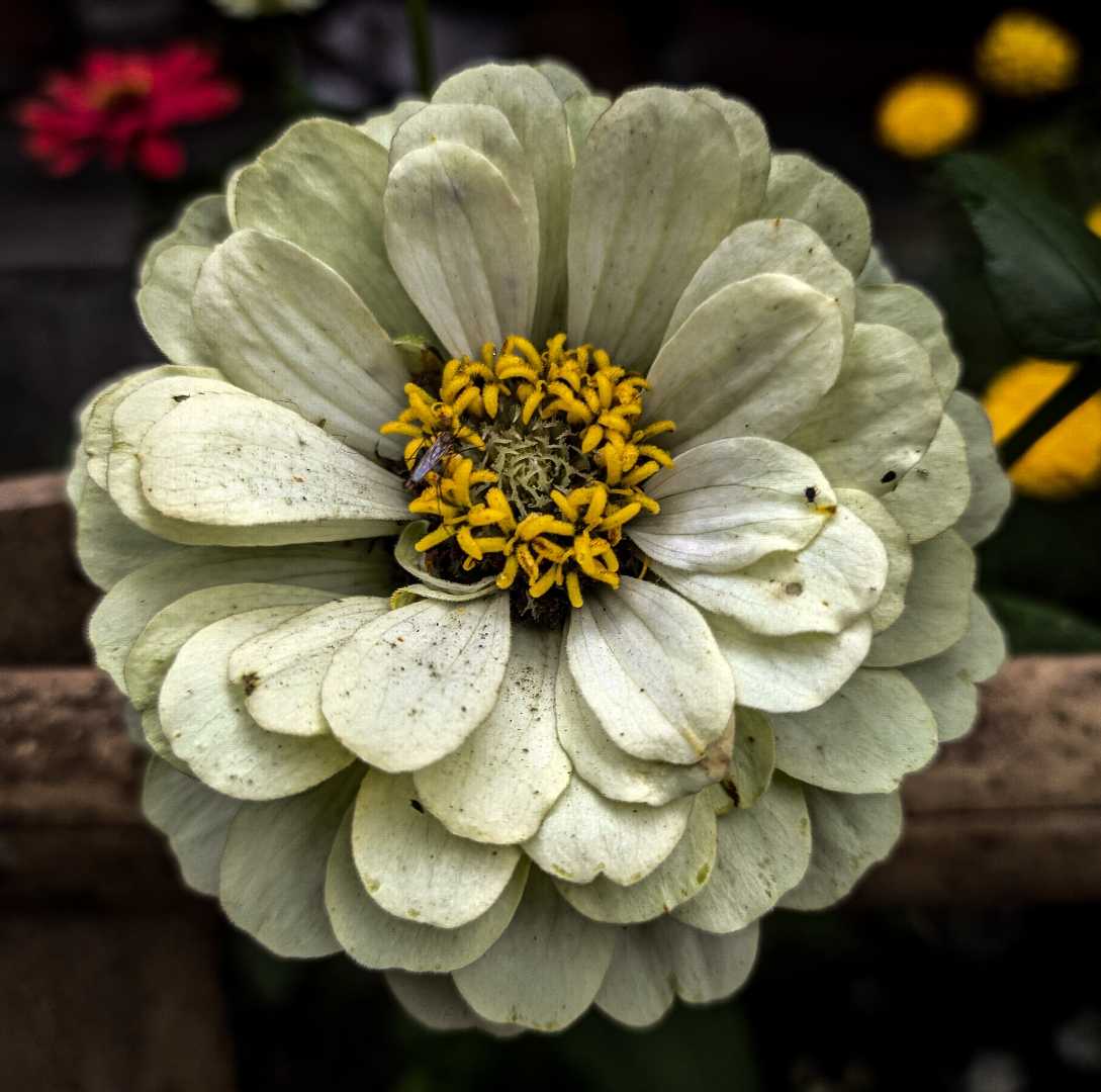 Common zinnia 🌼 