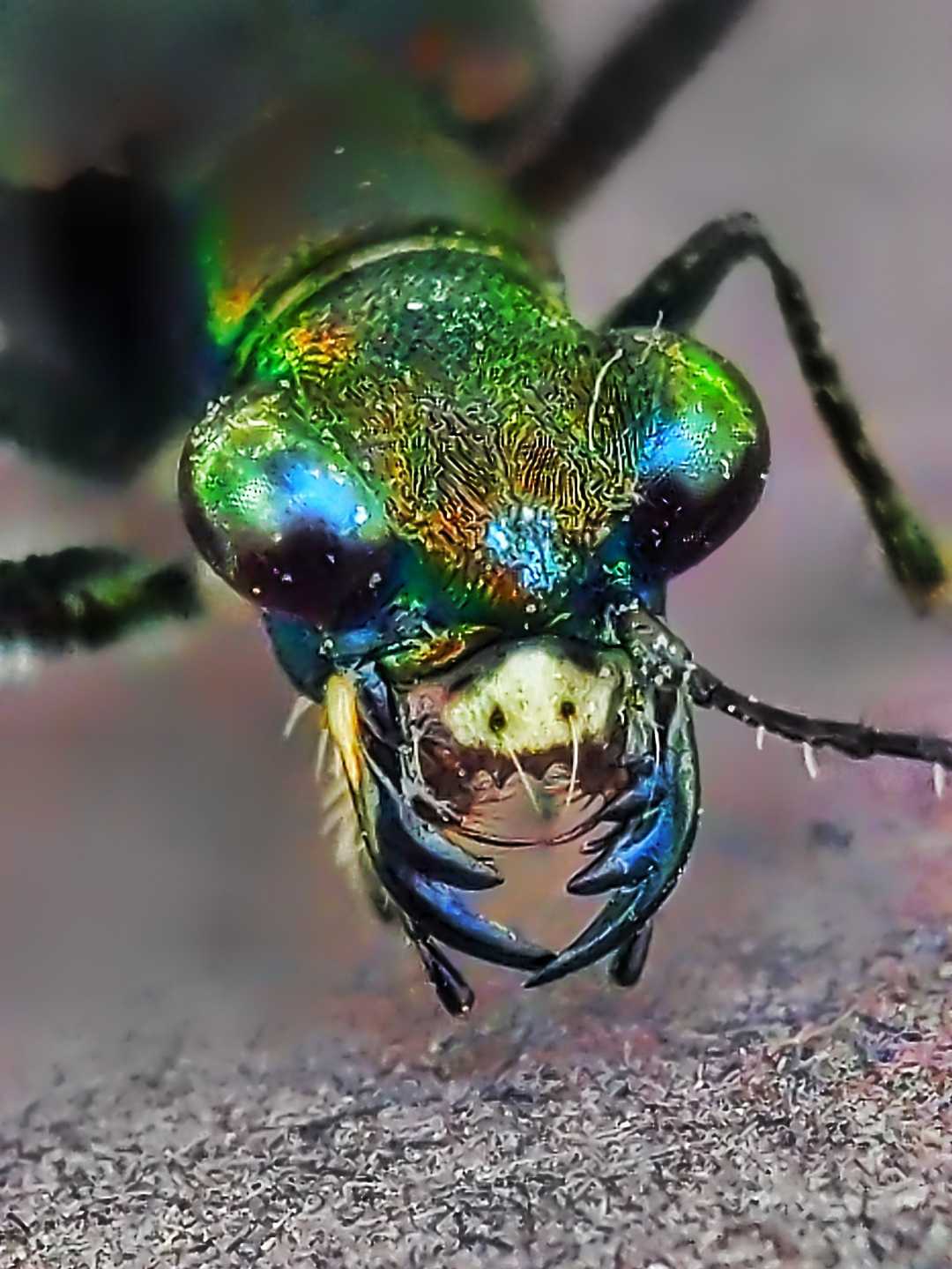 beast with green 💚 eyes 👀😮