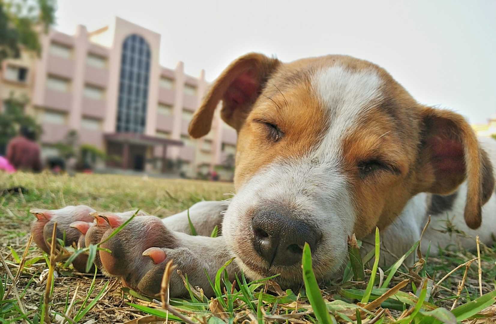 Cute sleeping dog. 