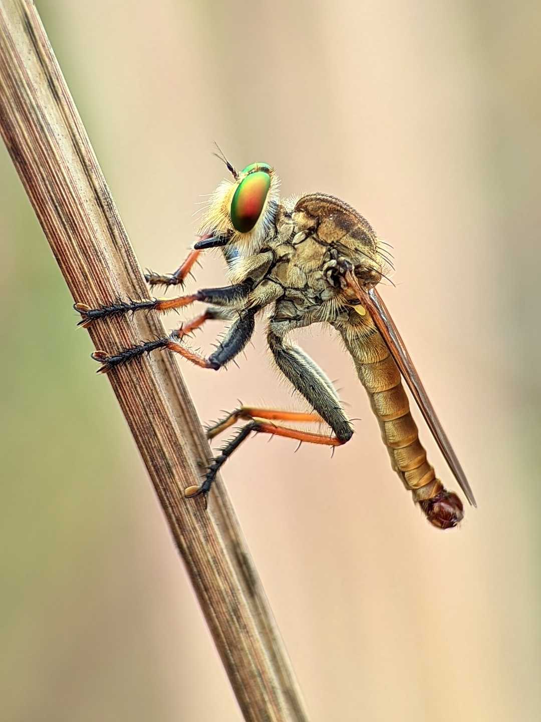 Asilidae 🐝