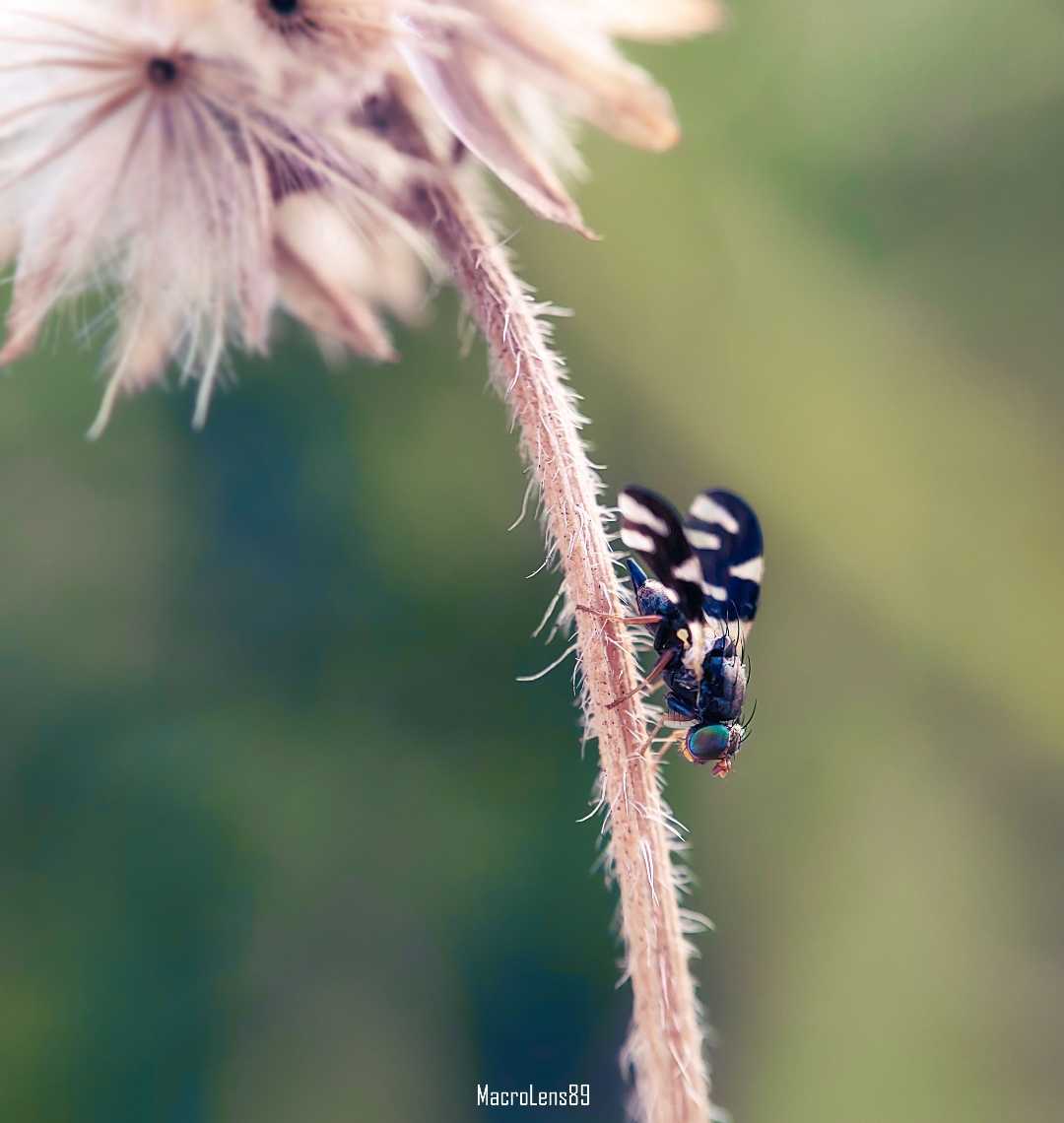 Rhagoletis Pomonella