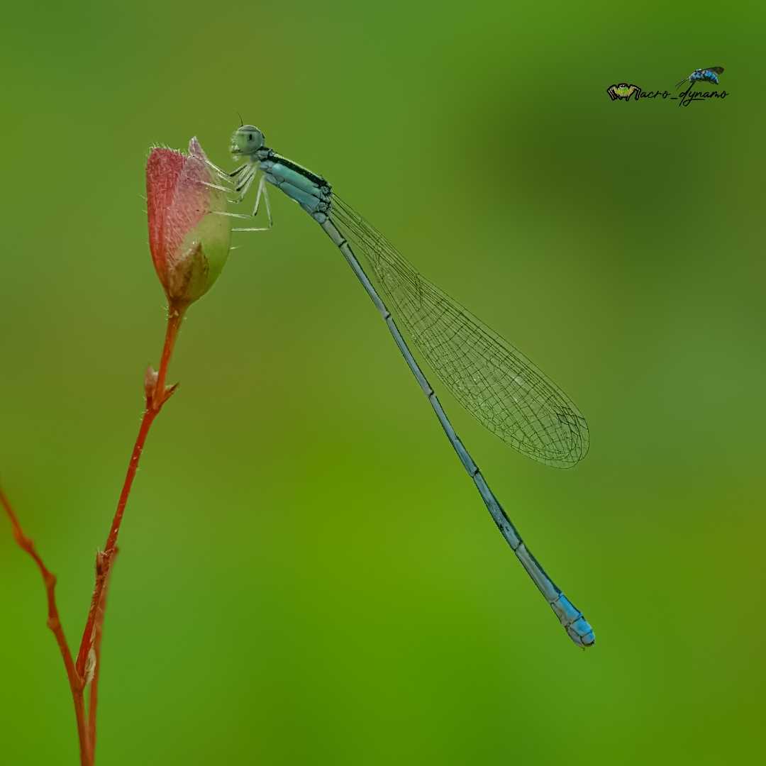 Damselfly 😍