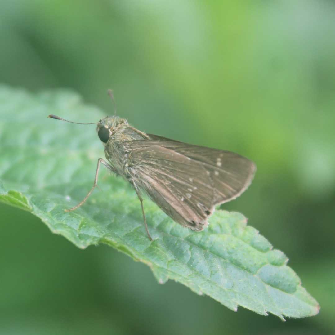 butterfly Borbo Cinnara 