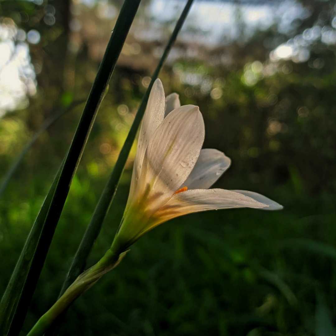 Lily hujan