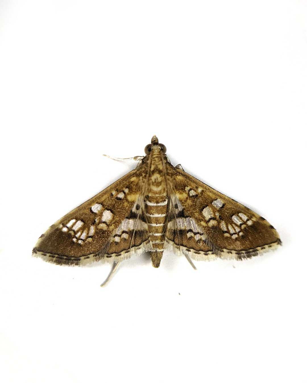***..." Gold winged jewel "...***